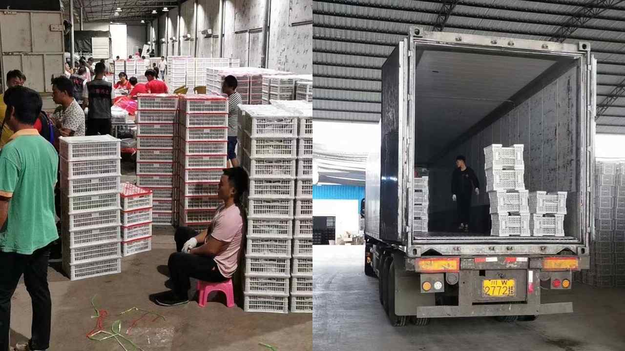 蔬菜冷鏈運輸 蔬菜冷鏈運輸