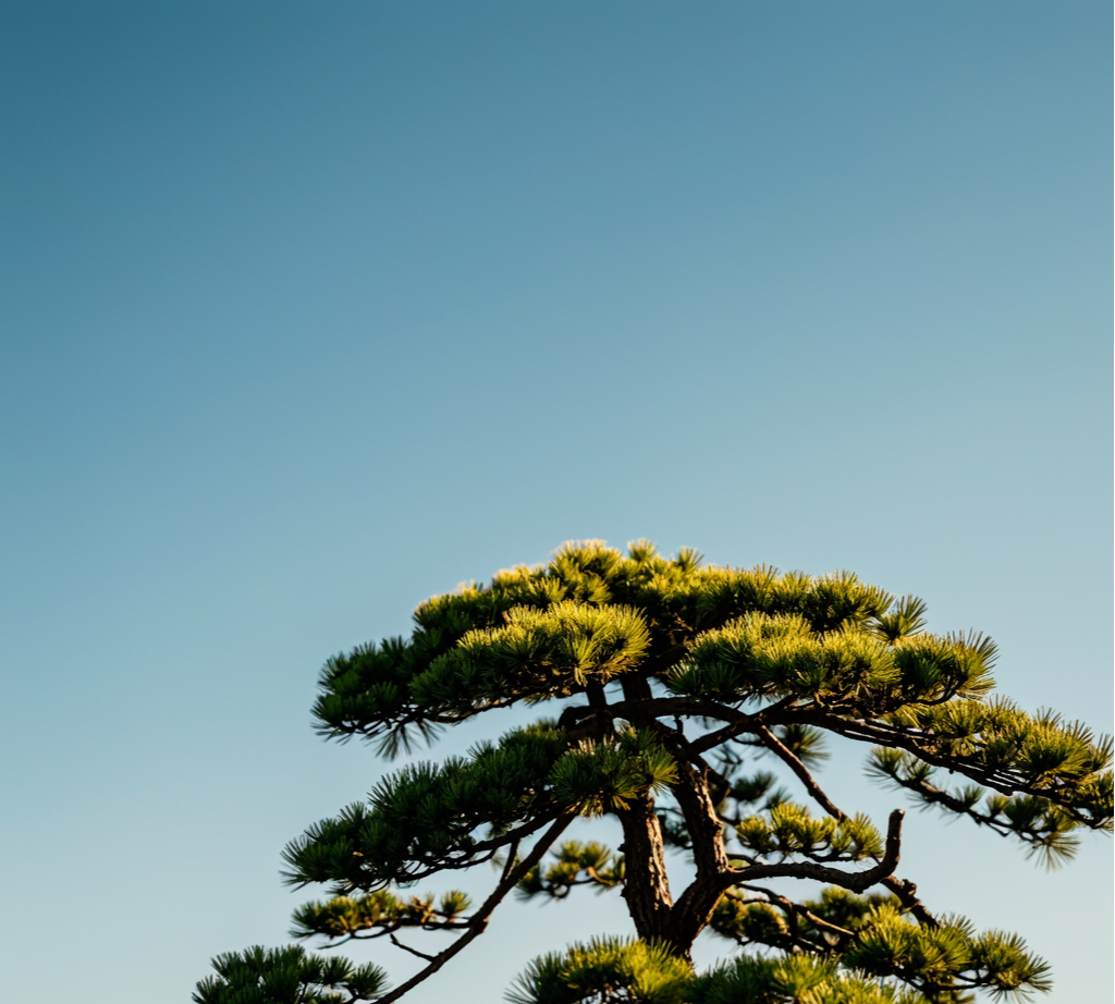 松柏類苗木免費(fèi)信息發(fā)布